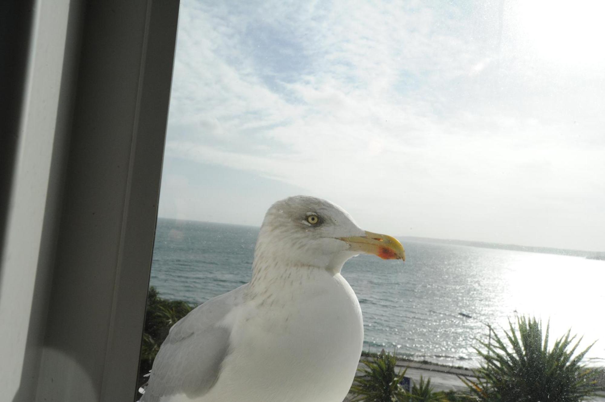 Отель Anacapri Фалмут Номер фото Larus crassirostris